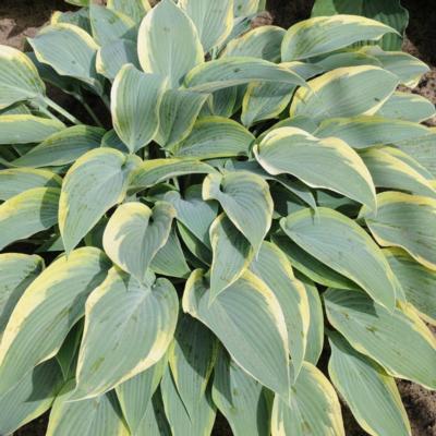 Hosta 'Mourning Dove'